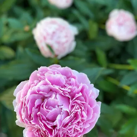 Uniikki Ja Tunnelmallinen Empireasunto Haemeenlinnan Ydinkeskustassa Апартаменты *